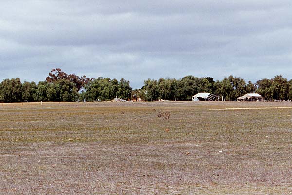 View towards the Ellendale homestead from the Marong-Serpentine Road